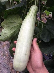 吃瓜是哪个平台的网红 第3张 吃瓜是哪个平台的网红 第3张